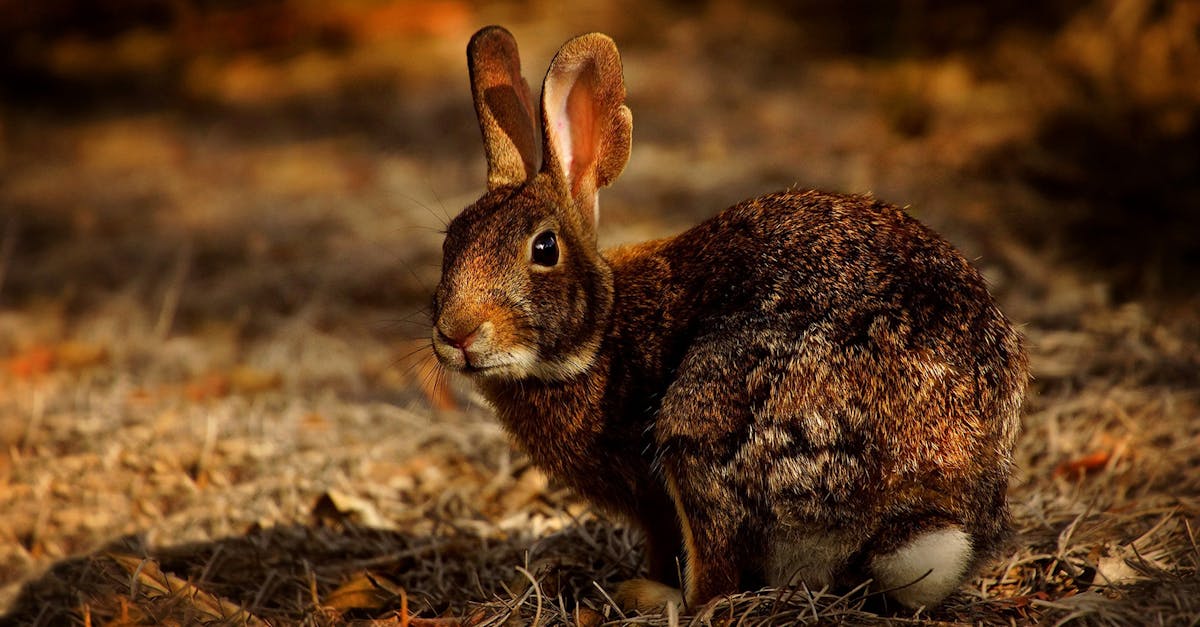 découvrez tout sur les lapins : leur habitat, leur alimentation, et des conseils pour en prendre soin. apprenez à mieux comprendre ces animaux adorables et profitez de leur compagnie!