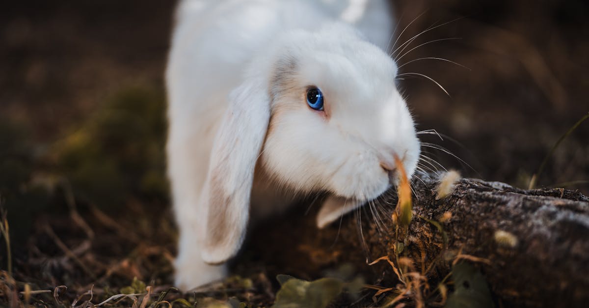 découvrez le monde fascinant des lapins : des conseils sur leur alimentation, leur comportement, et comment en prendre soin pour en faire des compagnons heureux et en santé.