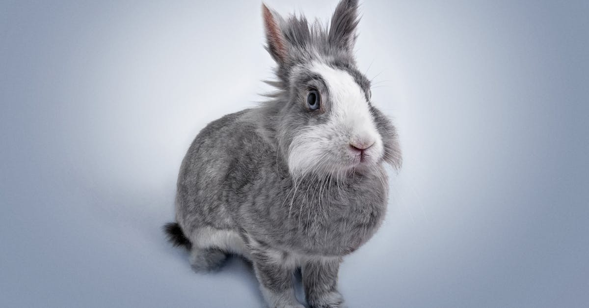 découvrez tout sur les lapins : leurs caractéristiques, comportements, soins et bien plus encore. plongez dans l'univers fascinant de ces animaux adorables et apprenez comment en prendre soin pour qu'ils vivent heureux et en bonne santé.