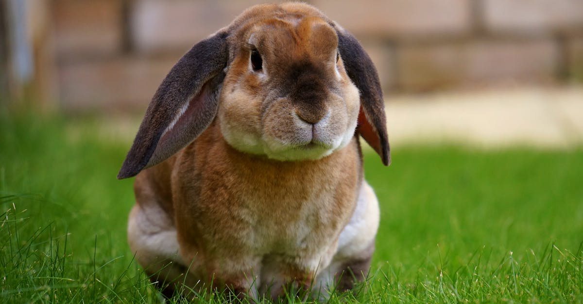 découvrez tout sur le lapin : ses habitats, ses comportements, et les meilleures pratiques pour en prendre soin. apprenez à aimer cet animal attachant et à mieux comprendre ses besoins.