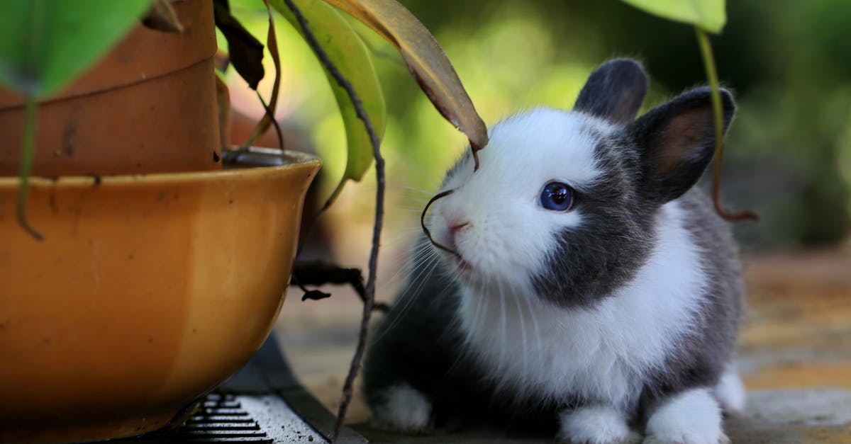 découvrez le fascinant monde des lapins, animaux doux et intelligents, parfaits pour les familles et les passionnés de nature. explorez leur habitat, leurs comportements, et apprenez à prendre soin de ces adorables compagnons.