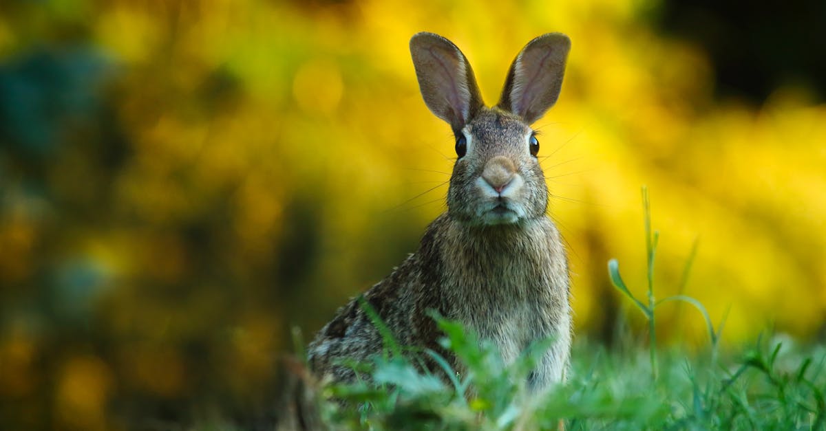 découvrez le monde fascinant des lapins : leurs habitudes, leur habitat, et comment en prendre soin. apprenez tout sur ces animaux adorables et leur comportement ludique !