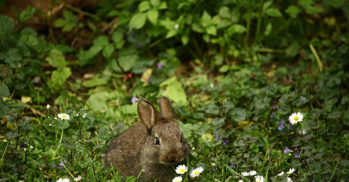 découvrez tout sur les lapins, ces adorables animaux à grandes oreilles. apprenez leurs habitudes, leur alimentation, et comment en prendre soin comme animaux de compagnie. les lapins sont des compagnons affectueux et fascinants !