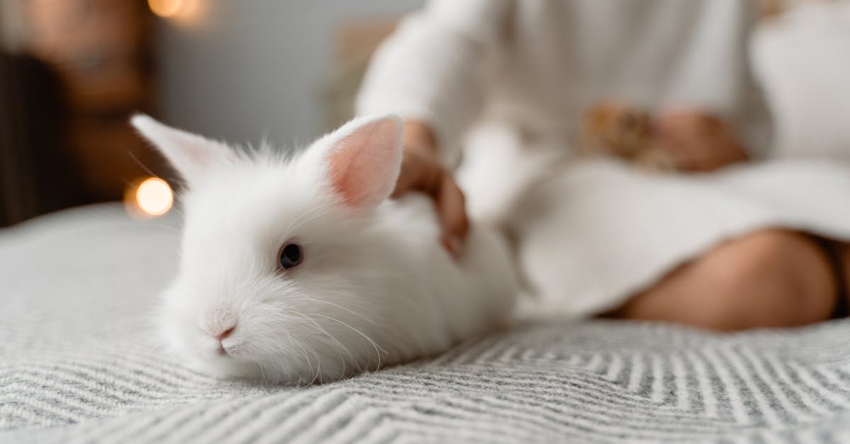 découvrez tout sur le lapin, un animal fascinant et adorable. apprenez ses caractéristiques, ses habitudes alimentaires et comment en prendre soin. que ce soit pour un animal de compagnie ou en tant qu'espèce sauvage, le lapin est un compagnon précieux et un symbole de douceur.