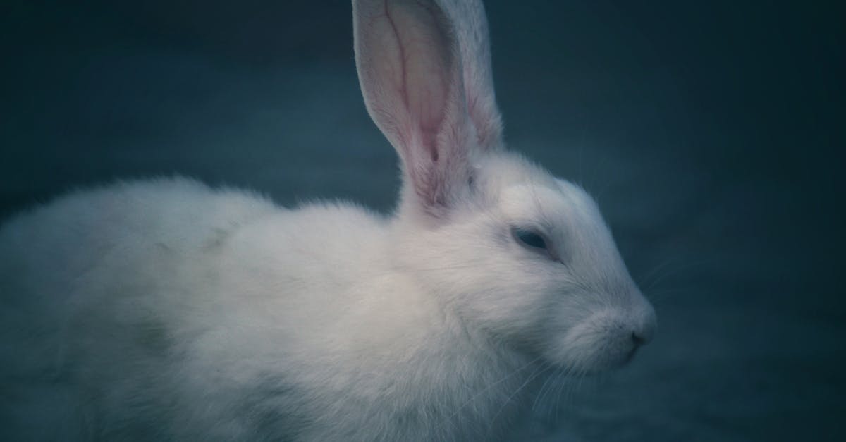 découvrez tout sur les lapins : leurs caractéristiques, leurs habitudes, et des conseils sur leur élevage et soin. plongez dans l'univers féérique des lapins et apprenez à les aimer et les élever correctement.