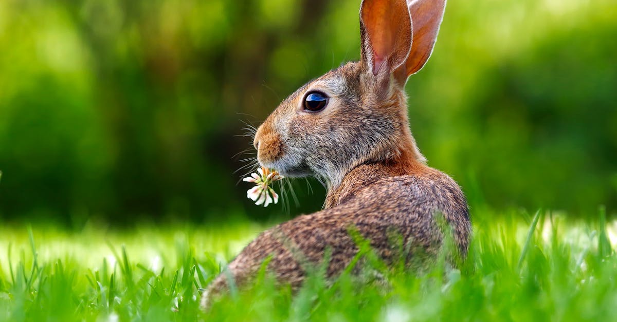 découvrez l'univers fascinant des lapins : apprenez tout sur leurs caractéristiques, leurs comportements, ainsi que les soins à leur apporter pour une vie heureuse et épanouie.