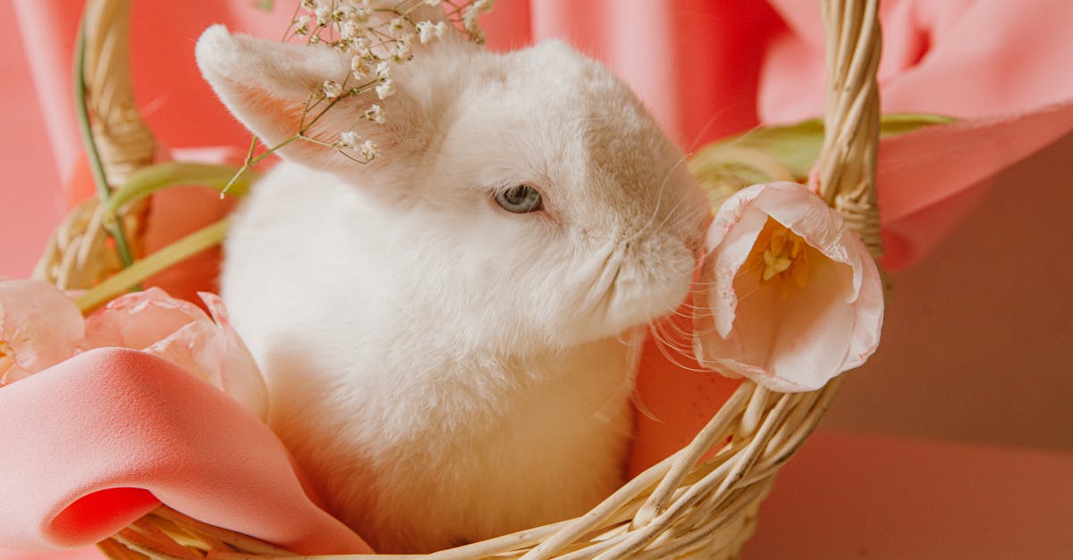 découvrez notre stimulateur rabbit, un vibromasseur innovant qui vous offre une expérience de plaisir inégalée. avec ses multiples modes de vibration et son design ergonomique, il est parfait pour explorer de nouvelles sensations. plongez dans un univers de délices intimes et laissez-vous séduire par la magie du rabbit!