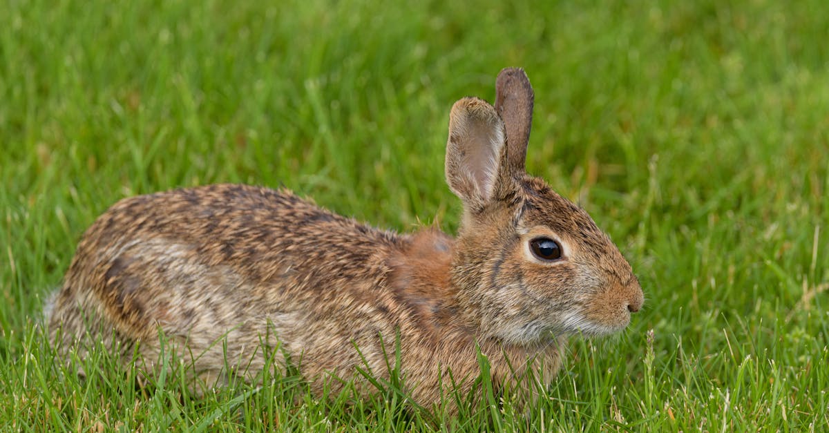 découvrez le stimulateur rabbit, un jouet intime innovant conçu pour offrir des sensations inégalées. avec ses deux moteurs puissants et ses formes ergonomiques, il stimule à la fois le point g et le clitoris pour une expérience orgasmique inoubliable. explorez le plaisir en toute discrétion et ajoutez une touche de nouveauté à vos moments intimes.