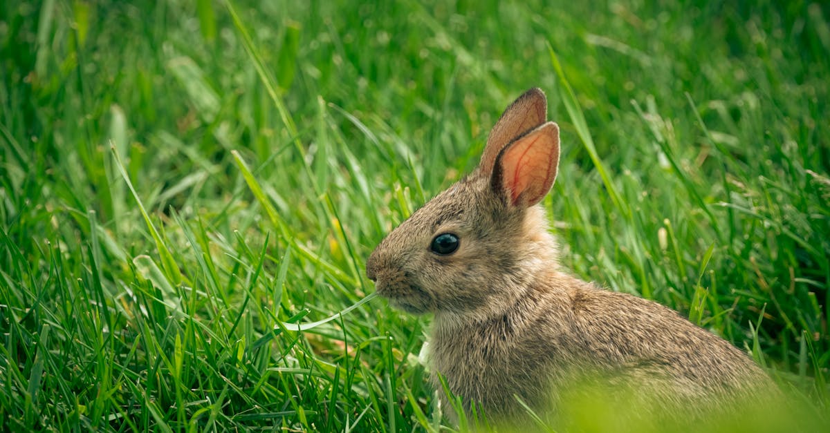 découvrez le rabbit vibrator, un jouet intime innovant qui allie stimulation clitoridienne et vaginale pour des plaisirs inégalés. conçu pour une expérience de bien-être unique, il vous promet des moments de pure sensualité et d'excitation.