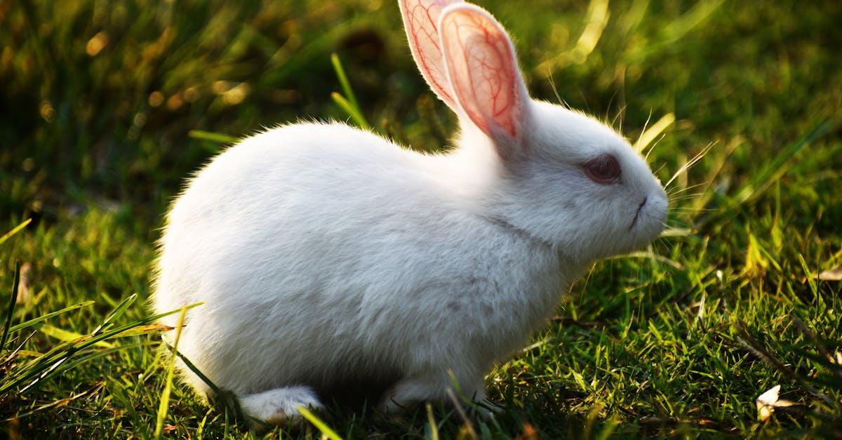 découvrez l'univers fascinant des lapins : leurs comportements, leurs habitats, et des conseils pour les élever. plongez dans le monde doux et bondissant de ces animaux adorables.