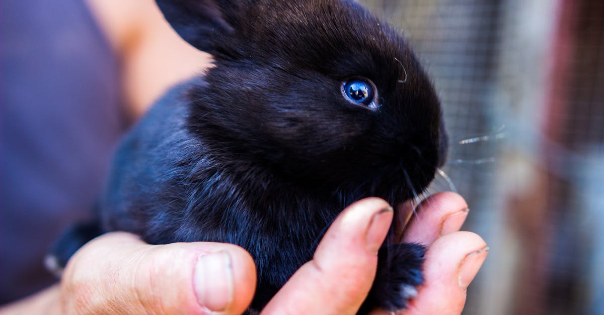 découvrez tout sur le lapin : ses caractéristiques, son mode de vie, ses races et conseils pour en prendre soin comme animal de compagnie.