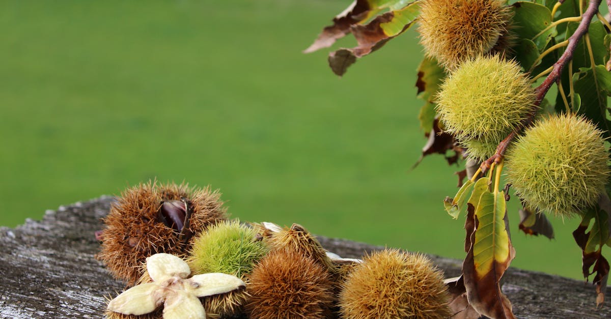 découvrez les lubrifiants naturels : des alternatives saines et efficaces pour votre bien-être intime. profitez de formules sans produits chimiques pour un confort optimal et une expérience respectueuse de votre corps.