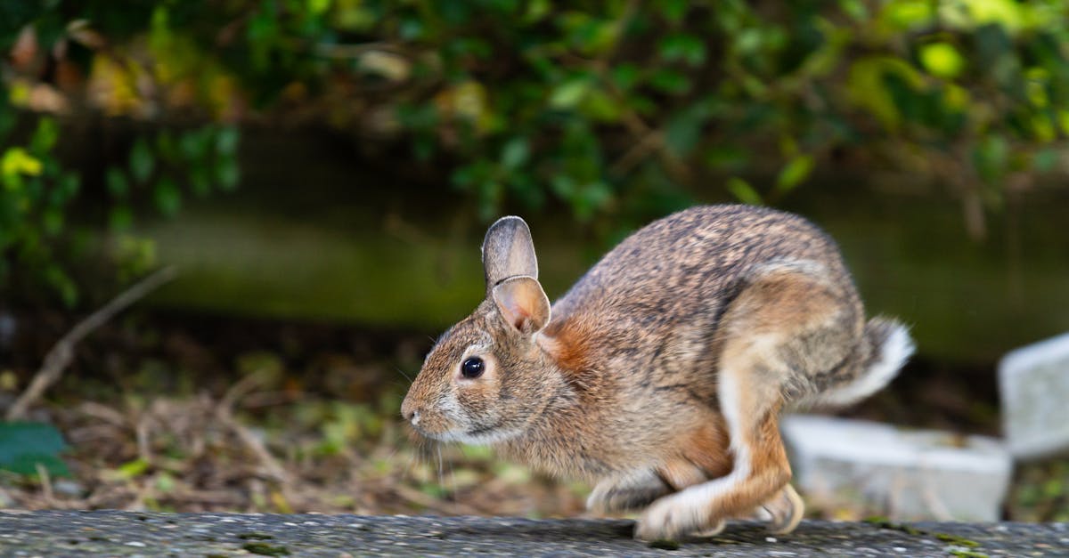 découvrez tout sur le rabbit vibrator, le célèbre sextoy pour femmes alliant stimulation clitoridienne et vaginale. profitez d'une expérience sensuelle intense et personnalisée.