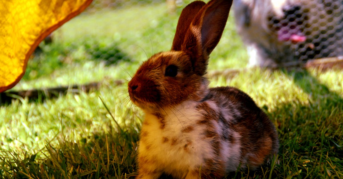 découvrez le plaisir en toute liberté avec notre vibromasseur lapin télécommandé, conçu pour offrir des sensations intenses à distance. expérience intime et discrète garantie.