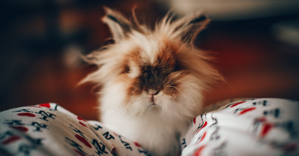 découvrez le plaisir ultime avec un vibromasseur lapin télécommandé, idéal pour des sensations intenses et un contrôle à distance discret, seul·e ou en couple.